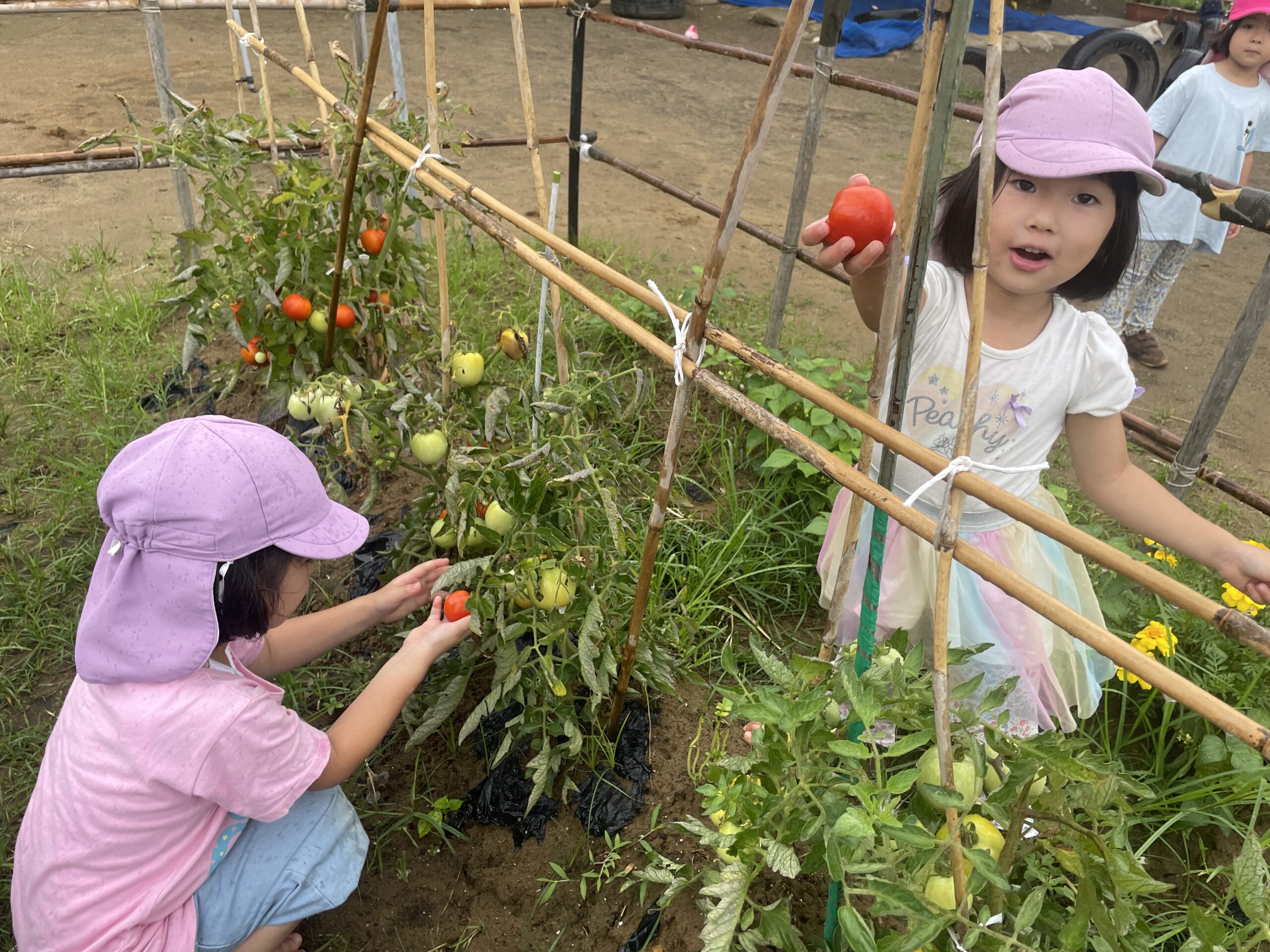 4歳ほし組 ケチャップ作りには何が必要?