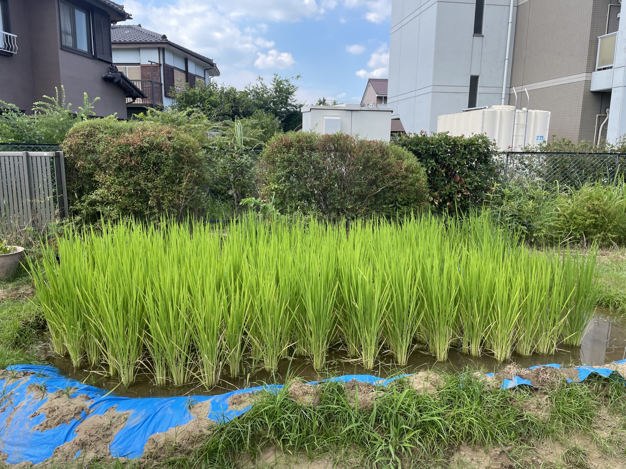 4歳ほし組　お米を狙っているのは誰だ！？