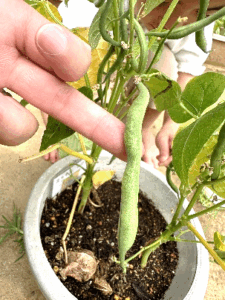 つるなしいんげん、ってどんな野菜？