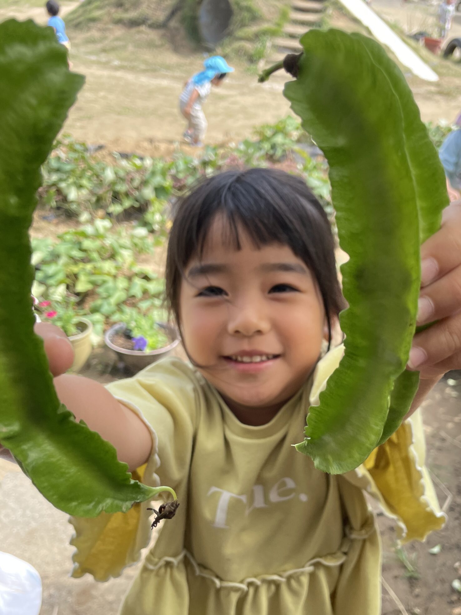 4歳ほし組　四角豆、大収穫！