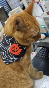 【サークル活動】猫って可愛いよね～(=^・^=)