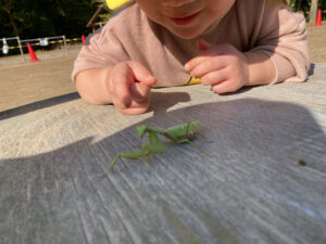 カマキリ見つけた！！