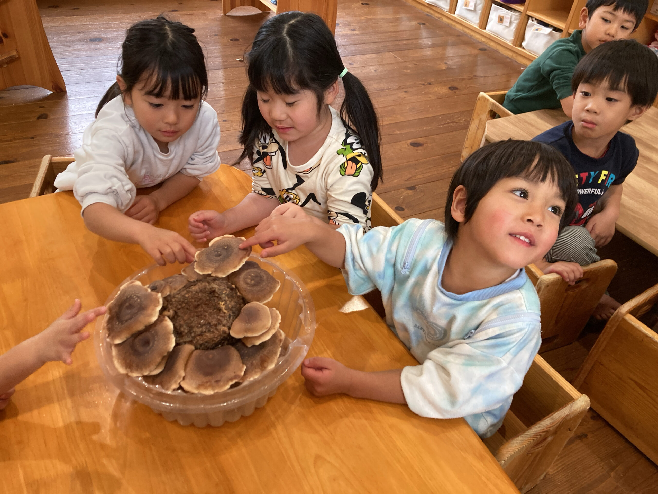 4歳ほし組　しいたけ、大収穫！！