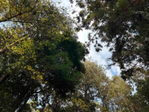 お散歩で見つけたもの