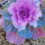 【サークル活動】ガーデナーsakusabe