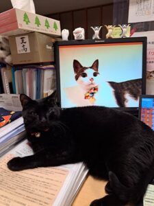 【サークル活動】稲毛にゃんこプロジェクト　2025年度　しゃちょー　人になれるの巻