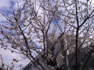 サポートハウス光ヶ丘に梅が咲きました